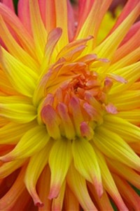 fi-Hope-Springs-Eternal