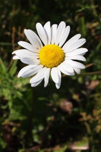 fi-On-Beauty-in-Sadness