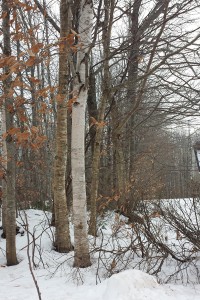 fi-This-is-not-sweet-talk